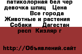 патиколорная бел/чер девочка шпиц › Цена ­ 15 000 - Все города Животные и растения » Собаки   . Дагестан респ.,Кизляр г.